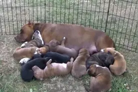 一胎生10个小狗狗，喂奶场面真壮观图片