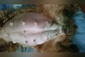 泰迪狗狗羊水破了，没有生的迹象！图片