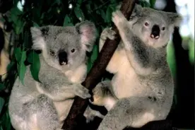 考拉求偶闹剧 强扭的瓜不甜视频封面