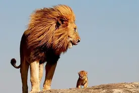 不知道哪里的动物园跑出来一只狮子，请疏散围观群众图片