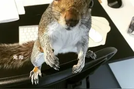 小松鼠被救后一直住在这个办公室里，现在它急需有人带它回家图片