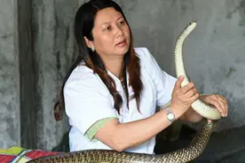 广西一村分布数万条剧毒蛇，蛇通人性只咬一类人视频封面