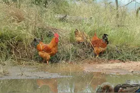 五德之禽：说“鸡”命图片