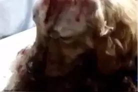金毛犬头骨惨被想吃狗肉者打成粉碎，主人不离不弃花巨资救治！图片