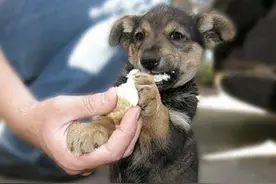 狗狗食物中毒以后会有什么症状，预防措施有哪些？图片