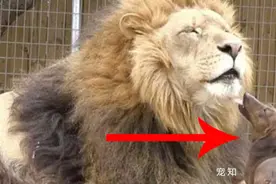 小狗看到狮子就往上凑，看仔细了，它是要跟狮子玩亲亲啊图片