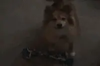 蠢狗听到主人要带它出门，激动地转圈圈，结果一出门就遭遇不测图片