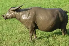 谁家的大水牛，掉泥坑里成这样子了，泥牛就是说的它吧图片