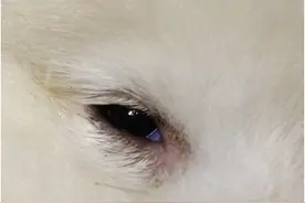 家中的狗狗有眼屎怎么办？那就这样护理！图片