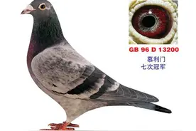 只需四步，让你的爱鸽快速进入竞翔状态（一）图片