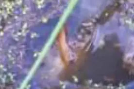 硬钩稻田里钓黄鳝， 效率真高！图片