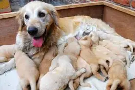 狗狗怀孕生宝宝家长手足无措？不要担心，小编这就教你怎么做图片