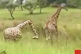 日本恶搞！断了脖子的“长颈鹿”，求长颈鹿们的心理阴影面积视频封面