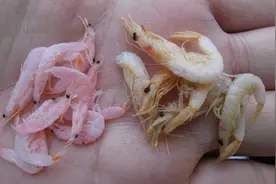 传统挑鱼3招全破功图片