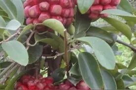 野生果树———黑老虎的栽培技术图片