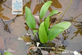 这种植物叫天鹅蛋，竟然是最常用中药！城里人没见过吧！图片