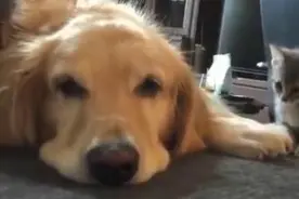 小猫咪和大金毛初次见面，金毛舔舔猫咪一脸宠溺图片