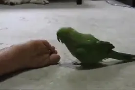 鹦鹉闻主人脚臭，拉长脖子向后退露出夸张表情！图片