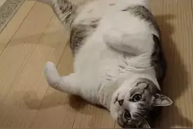 网友说，家里的猪，一言不合只要一这样躺下，再也翻不起来。图片