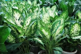 狗狗吃草不是病，但是狗狗吃了这几种草，可就真的得病了图片