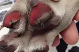 谁说狗爪不怕烫？ 狗狗的小肉垫也是需要护理的图片