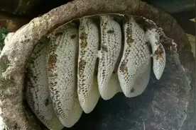 蜂巢竟然还有这么多的功效，以前的蜂蜜算是白吃了......图片