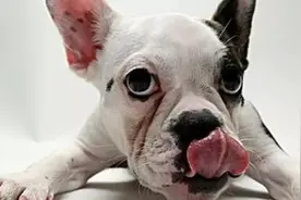 给狗狗吃了过多的骨头和肉之后，狗狗真的受伤了图片