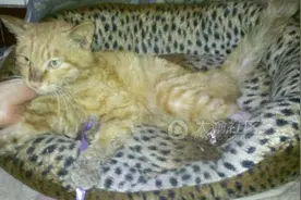 猫猫失踪1个月，双脚被剁，忍痛坚强爬回家 “敲开”家门图片