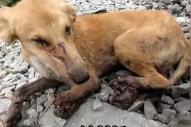 狗狗被火车碾压掉3条腿，直到坚强的它遇到了他们图片