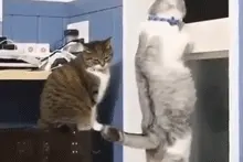 大爱萌宠控第315：谁说猫都怕香蕉？这只是个例外图片