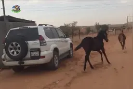 围栏太松懈，马妈带着小马逃走了视频封面