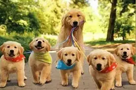 汪星人会不会有难产？主人们要不要提前学一下接生？图片