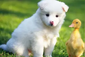 我们的爱情居然败给了一只猫图片