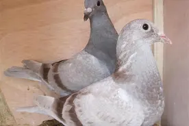 学会这几招，雏鸽更温顺更亲和图片