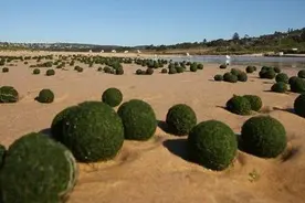 海滩上出现成千上万的绿色小球，走进一看原来是它们跑上来了图片