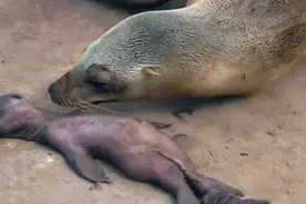 母海狮苦苦守着夭折的小海狮，不断哀嚎盼能唤醒孩子图片