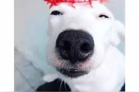 看到花就心花怒放的泰国“花痴”狗狗图片