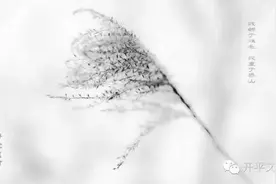 品读之约：谁念西风独自凉图片