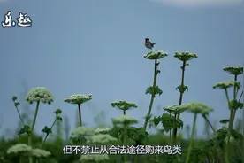 鸟友关心的话题，养鸟是否需要办许可证？欢迎讨论