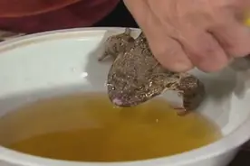 太医用青蛙给贵妃验孕，没想到青蛙一闻到味道就口吐白沫