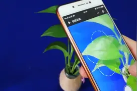 随便什么野花都能识别出来了，只要微信扫一扫，就像查身份一样视频封面