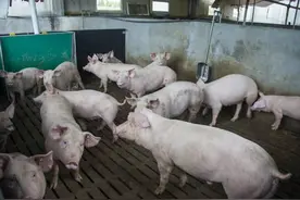 美国耶鲁大学团队成功让猪脑在与身体分离情况下存活36小时图片