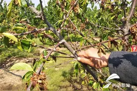 日照五莲县一果农300多棵樱桃树枯萎 损失30多万图片