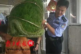 居民家中出现一条大蛇，民警联手捕蛇人捕获放生图片