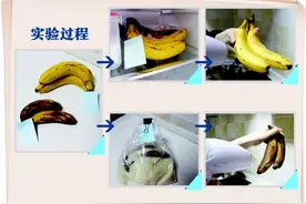 吹风机让香蕉“返老还童”？专家：熟透的不可逆图片