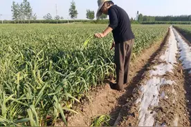 周口：丢掉蒜薹保大蒜 打响大蒜“保卫战”图片