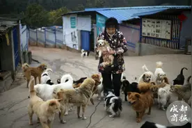 从地震中被解救 狗狗们的晚年生活图片