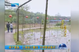记者蹲点调查 咸宁嘉鱼：三湖连江整治 万顷碧波连片视频封面