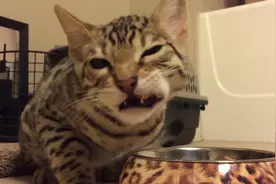 猫咪第一次吃鸡肉，好吃得直哼哼根本停不下来