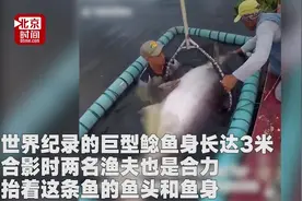 速速合影！捞到“世界上最大体积淡水鱼” 一个鱼篓俩人大！视频封面